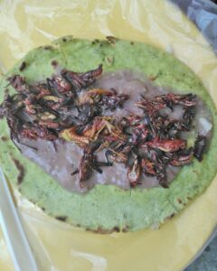 Taco de chapulines con frijoles